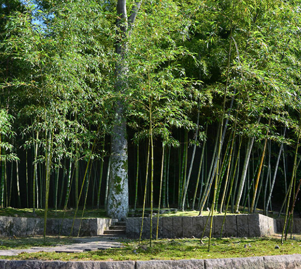 芹川造園の作品集　お庭